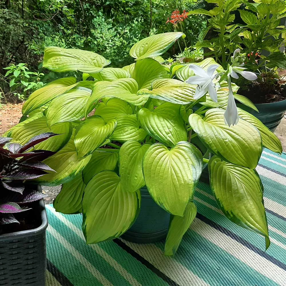 Stained Glass Hosta Plant - Image 4