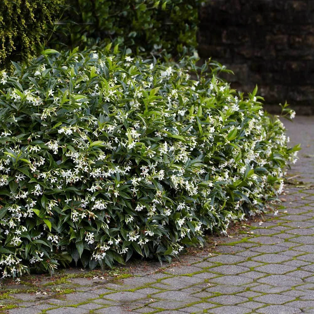 Star Jasmine - Image 4