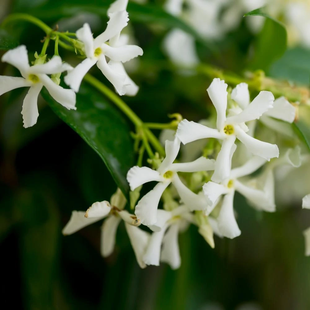Star Jasmine - Image 3