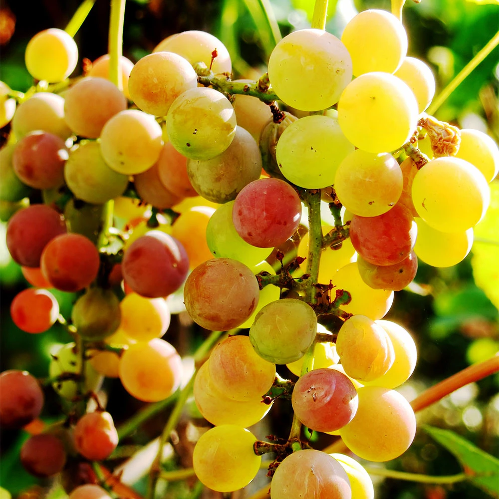 Summit Muscadine Grapes - Image 3