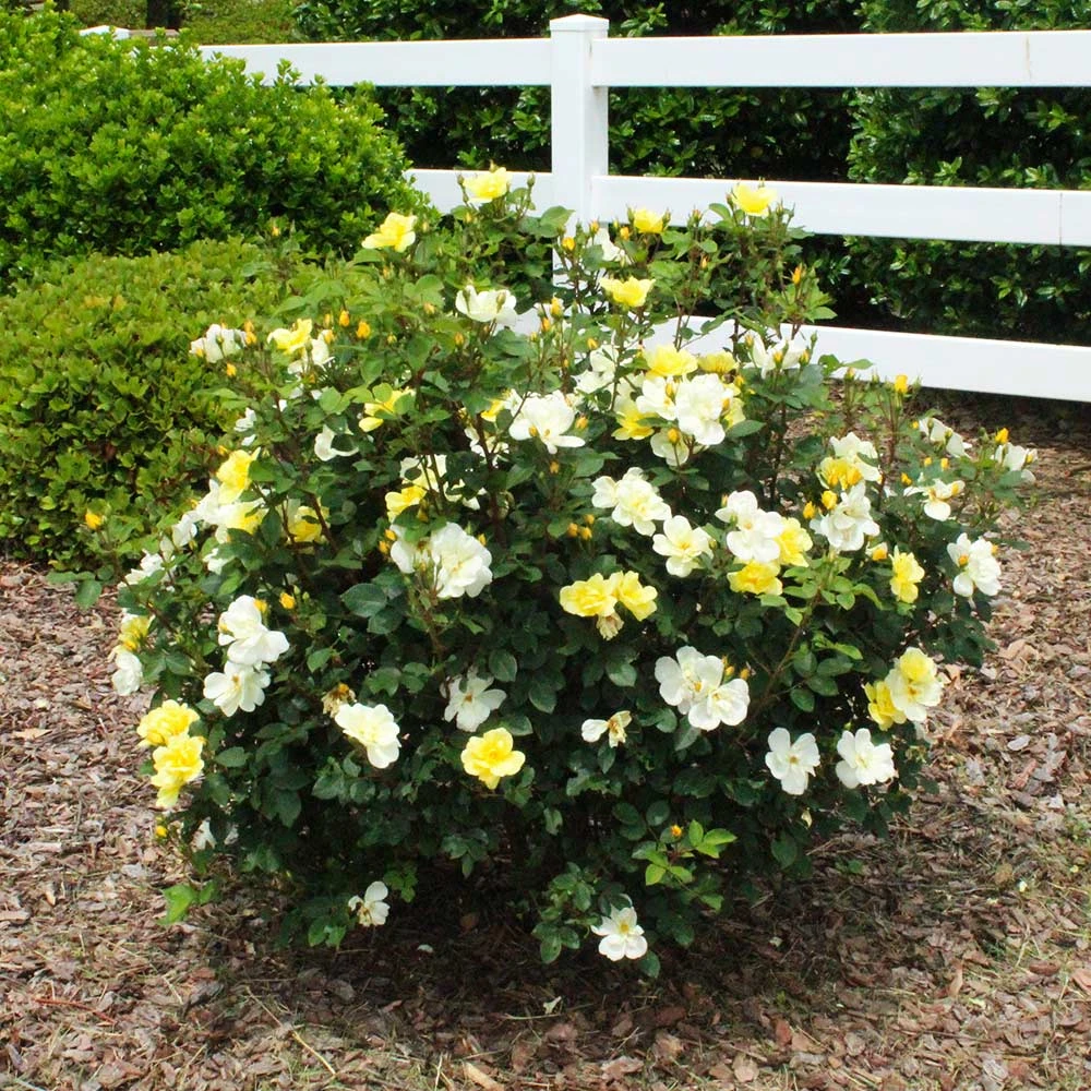 Sunny Knock Out® Rose - Image 6