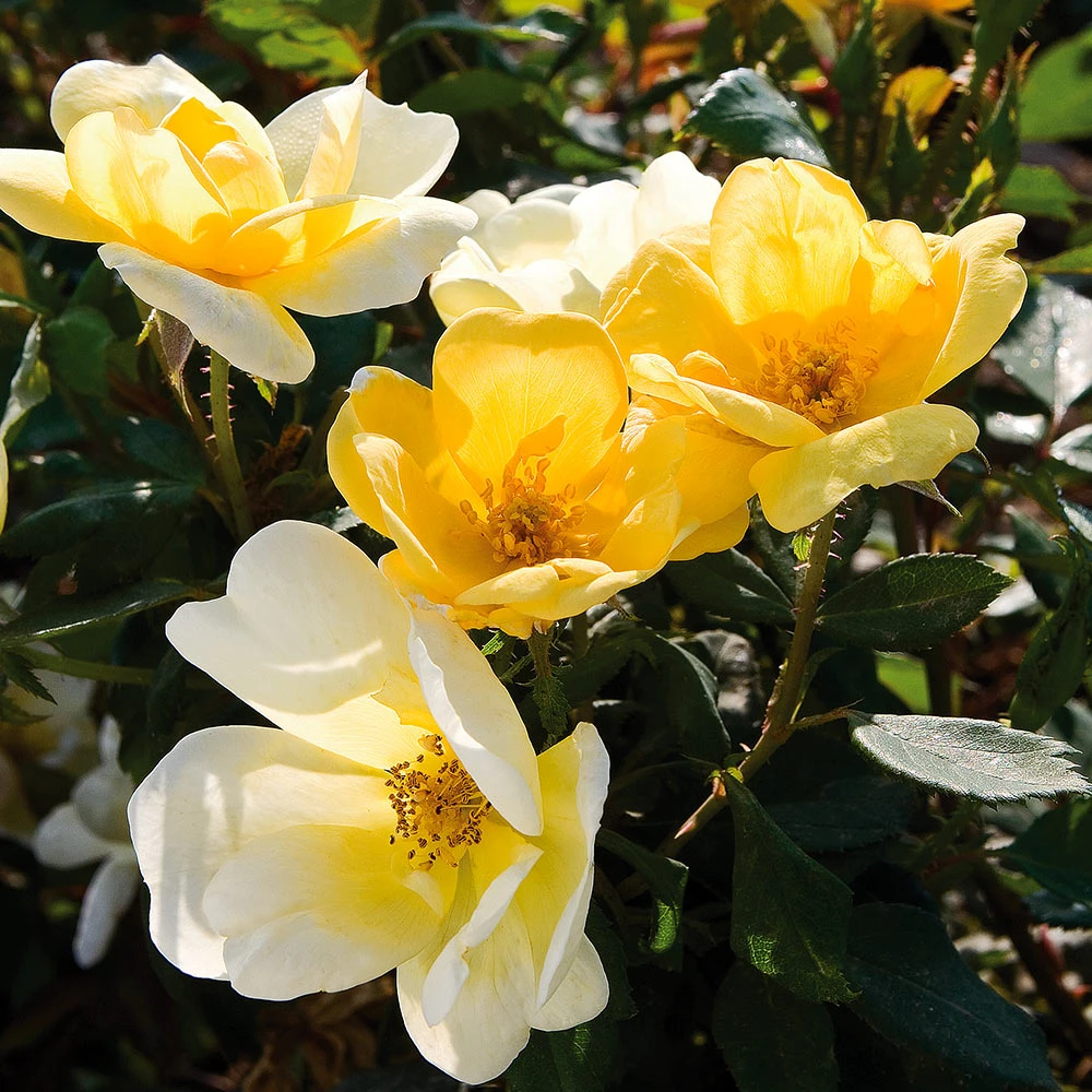 Sunny Knock Out® Rose - Image 3
