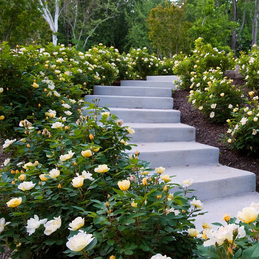 Sunny Knock Out® Rose - Image 4