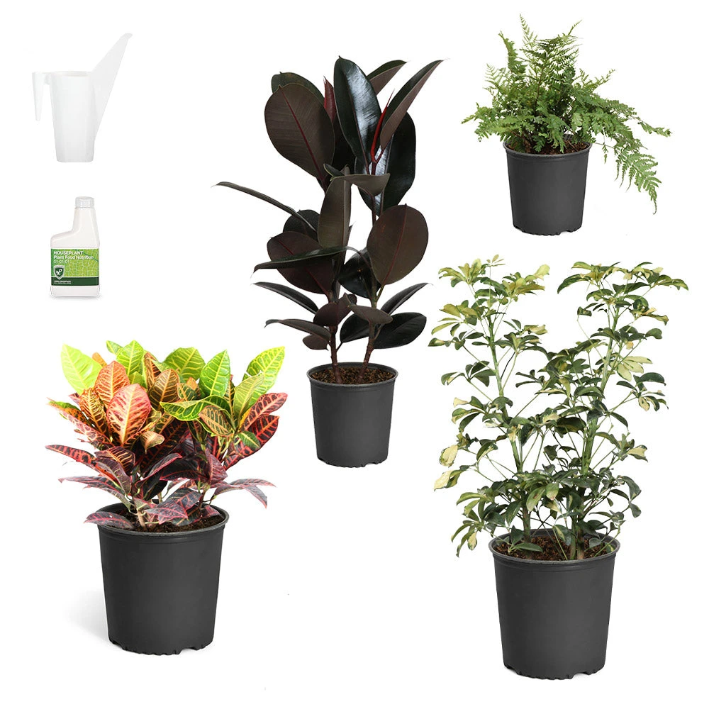 Sunset Hues House Plant Kit - Image 2