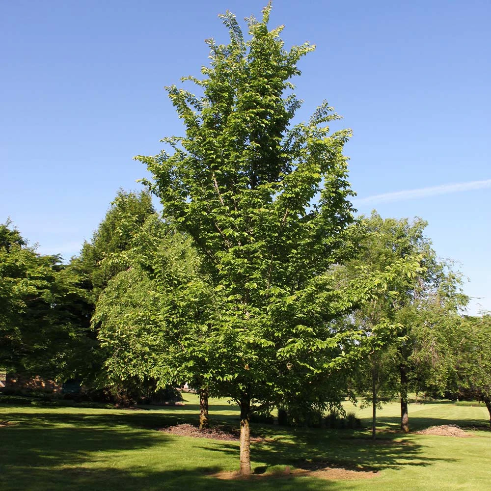 Emerald Sunshine® Elm Tree - Image 3