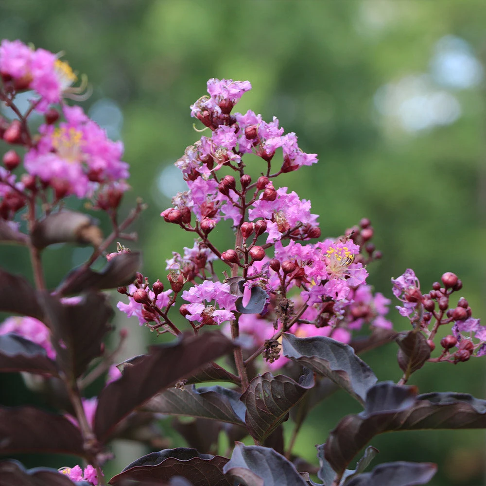 Thunderstruck™ Lavender Blast™ Crape Myrtle Tree - Image 2