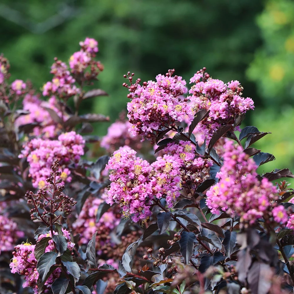 Thunderstruck™ Lavender Blast™ Crape Myrtle Tree - Image 3