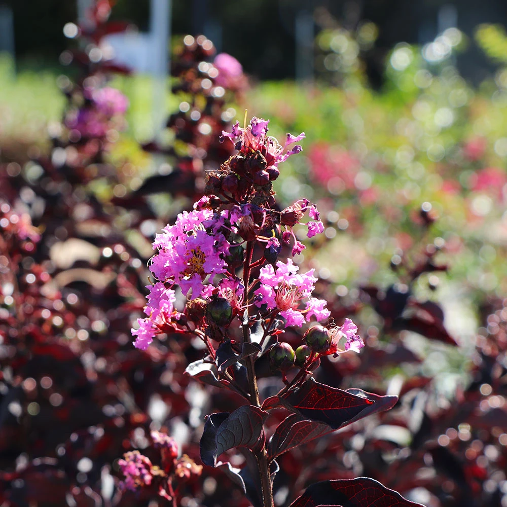Thunderstruck™ Lavender Blast™ Crape Myrtle Tree - Image 4