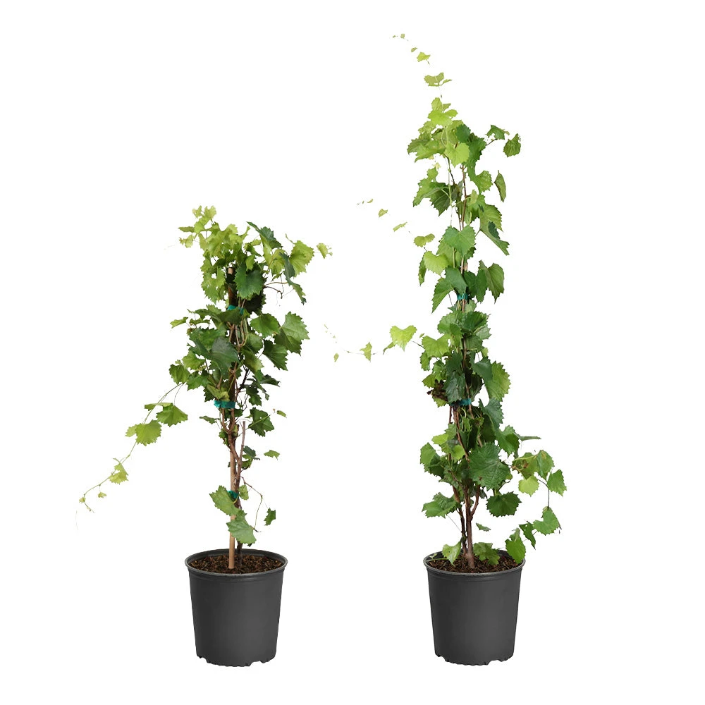 Wine Lover's Kit - Image 2