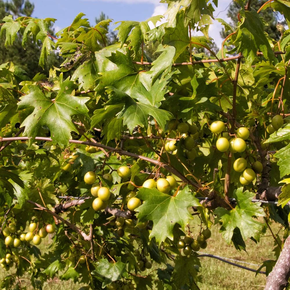 Wine Lover's Kit - Image 4