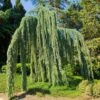 Weeping Blue Atlas Cedar Tree
