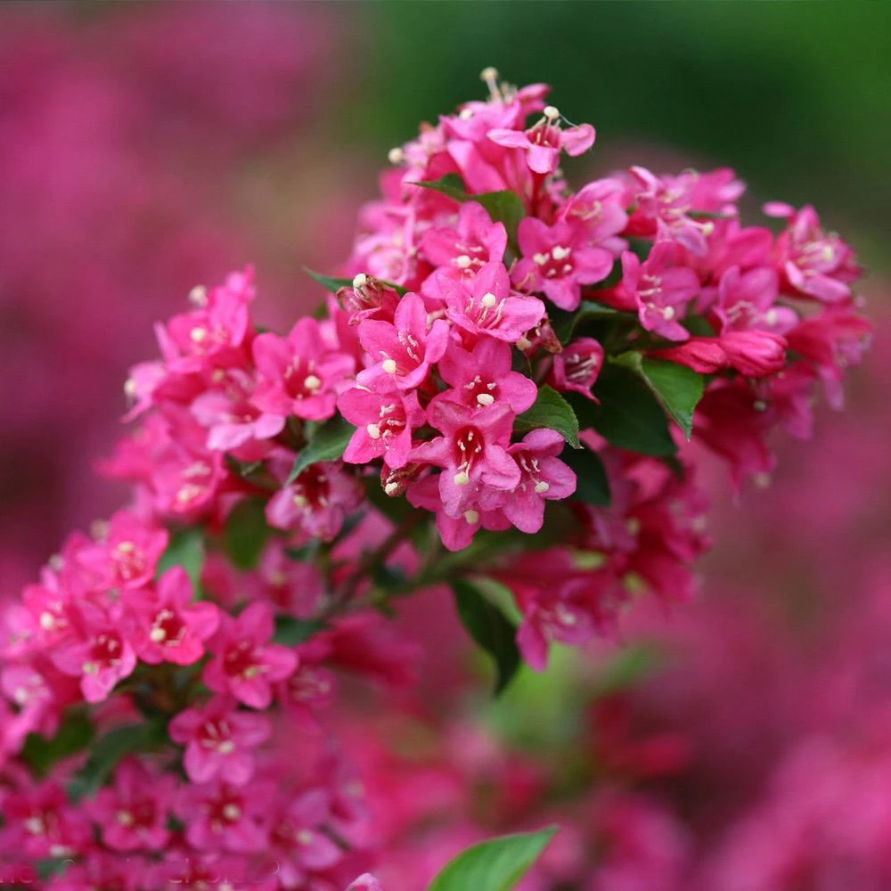 Sonic Bloom® Weigela Shrub - Image 3