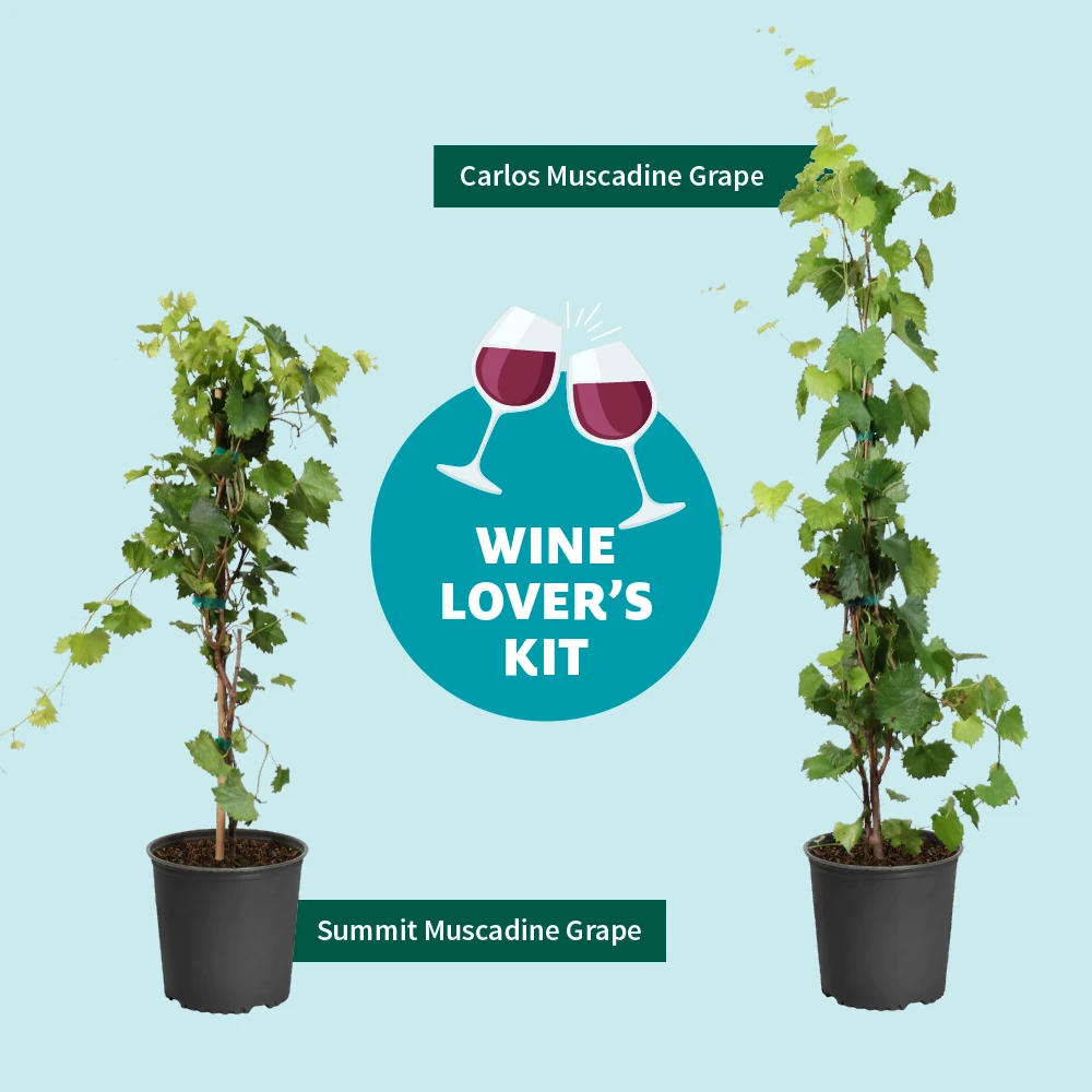 Wine Lover's Kit - Image 3