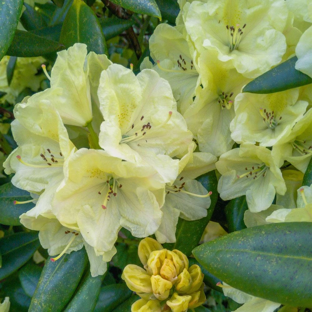 Yellow Rhododendron - Image 3