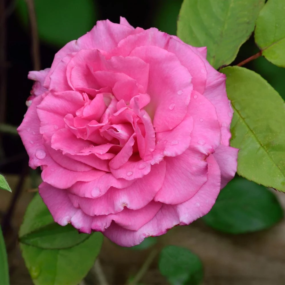 Zephirine Drouhin Climbing Rose - Image 3