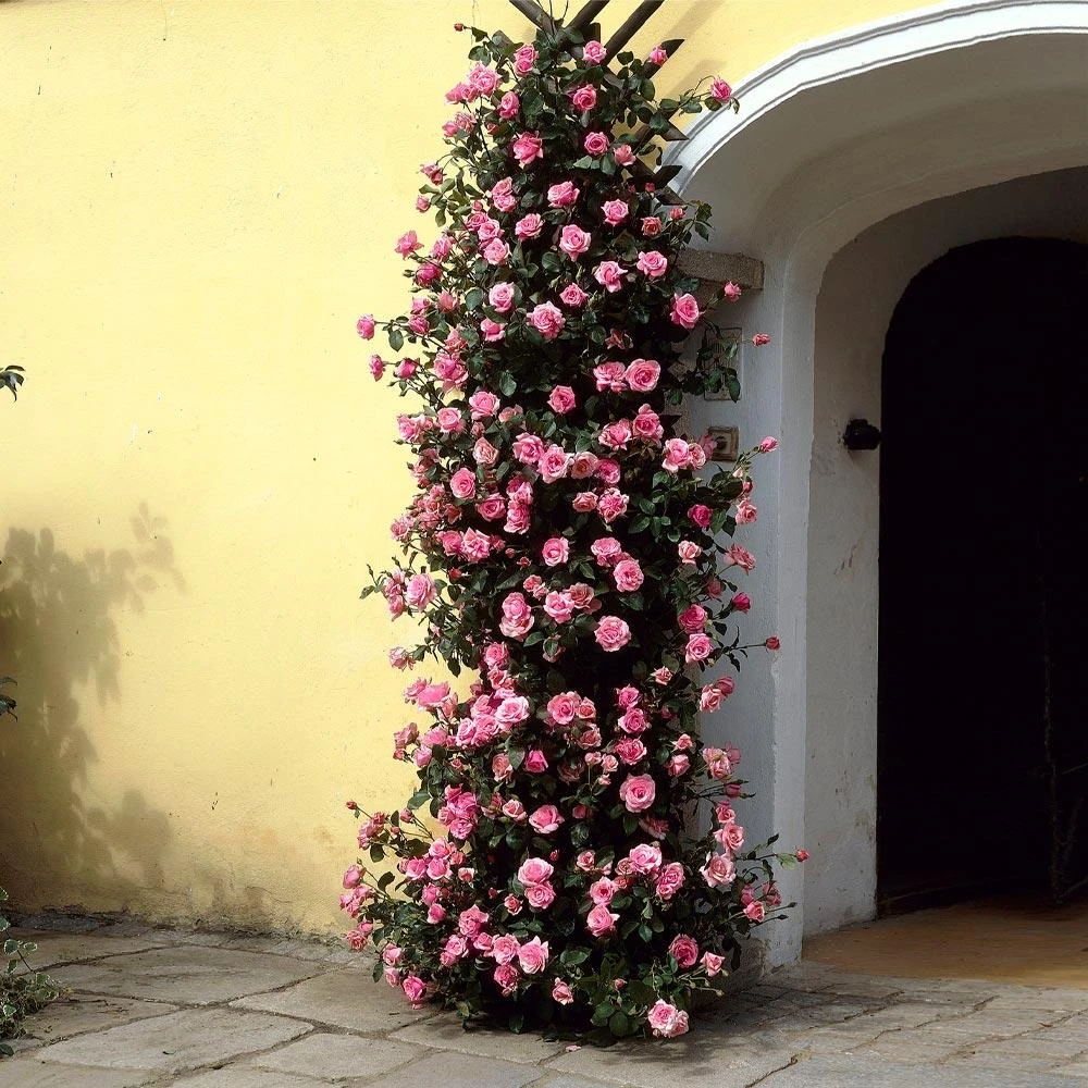 Zephirine Drouhin Climbing Rose