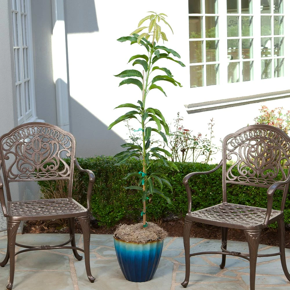 Condo Mango Tree - Image 3