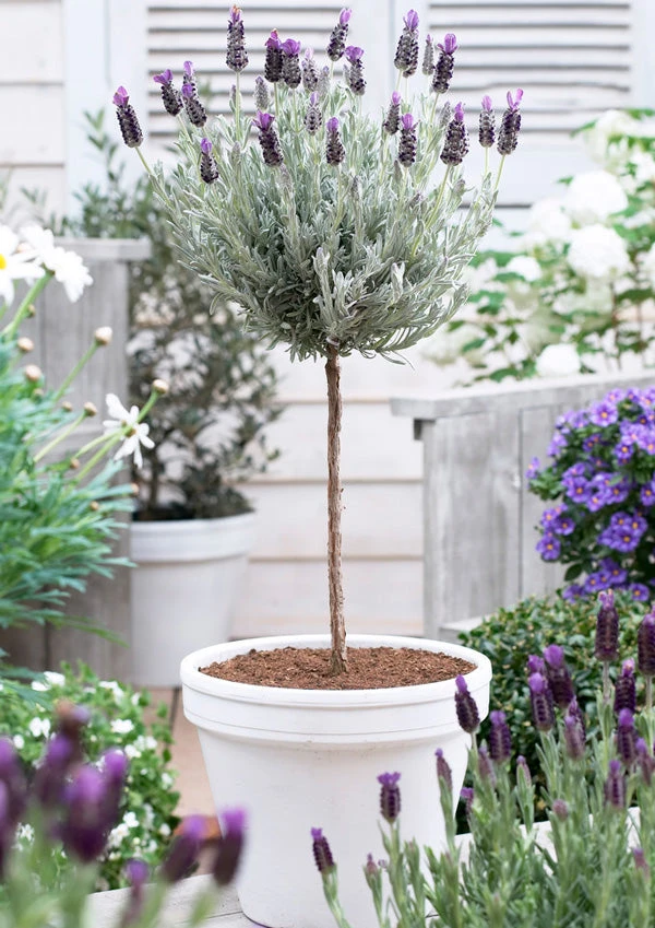 Lavender Standard Topiary Tree - Image 5