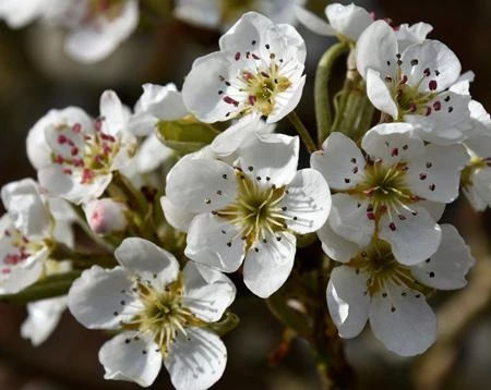 Olympic Giant Asian Pear Tree - Image 4
