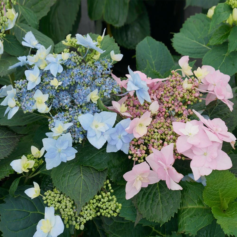 Tuff Stuff Ah-Ha® Hydrangea Shrub - Image 2