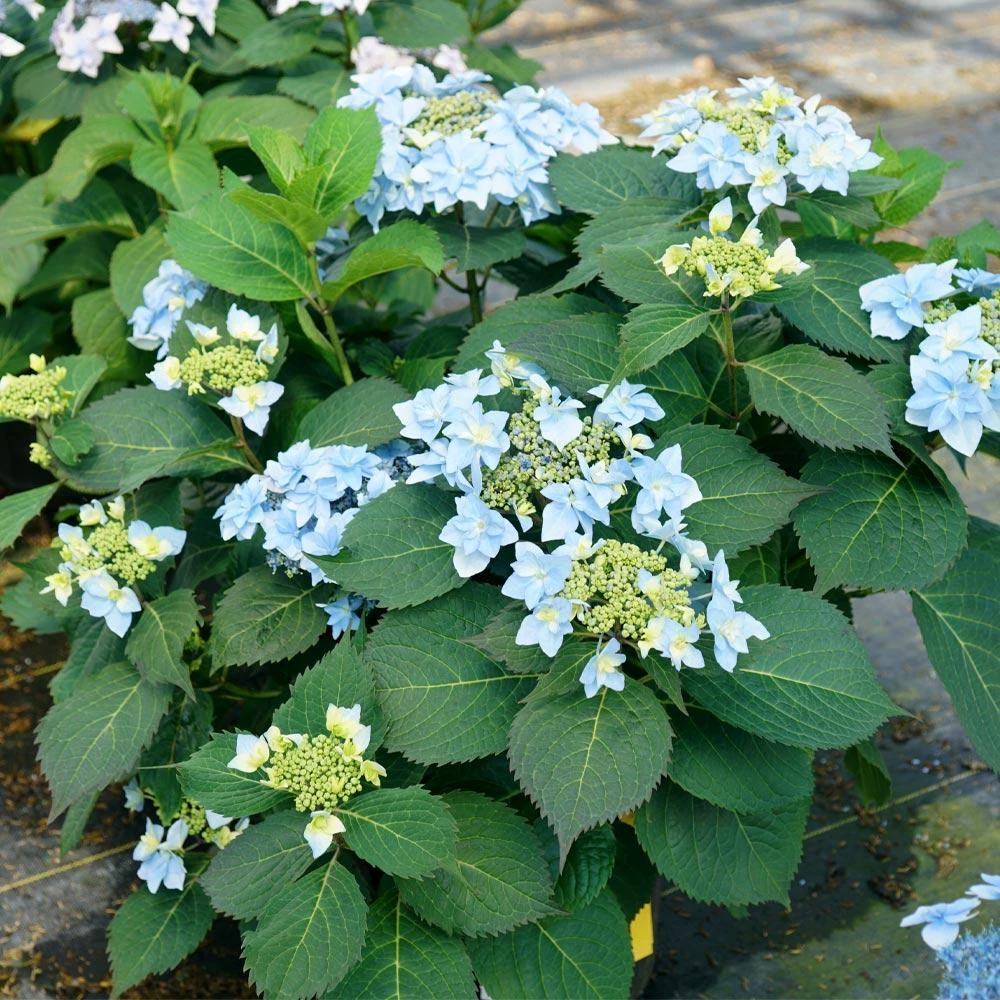 Tuff Stuff Ah-Ha® Hydrangea Shrub - Image 5