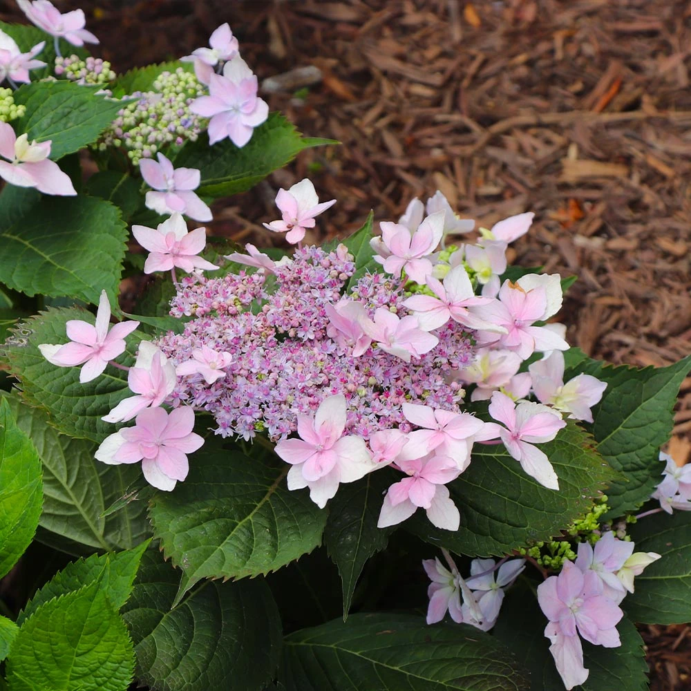 Tuff Stuff Ah-Ha® Hydrangea Shrub - Image 7